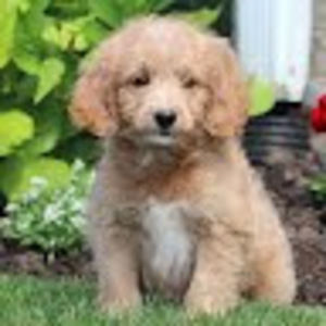 Meet your Posher, Gabriel